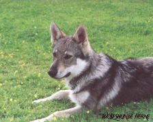 Alka Volání Karpat (Shakira) am 15.09.2002