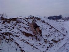 Tschechoslowakische(r) Wolfhund(e) Chayya (Chica) am 03.01.2009 