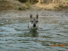 Tschechoslowakische(r) Wolfhund(e) Connor am 26.07.2008 