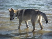 Tschechoslowakische(r) Wolfhund(e) Chayya (Chica) am 30.06.2008 