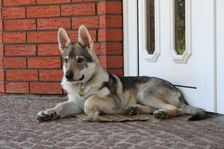 Tschechoslowakische(r) Wolfhund(e) Connor am 25.05.2008 