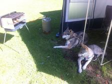 Tschechoslowakische(r) Wolfhund(e) Ylva (Bayana) & Bonny (Dynamite) am 15.09.2011 