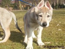 Akela from Bandit´s World am 19.03.2006