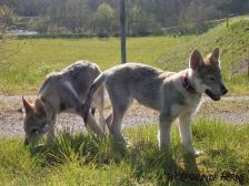 Welpen B-Wurf am 01.04.2007