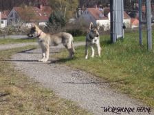 Welpen B-Wurf am 01.04.2007