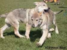 Welpen B-Wurf am 01.04.2007