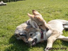 Welpen B-Wurf am 01.04.2007