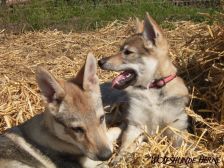 Welpen B-Wurf am 01.04.2007