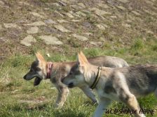 Welpen B-Wurf am 01.04.2007