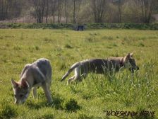 Welpen B-Wurf am 01.04.2007