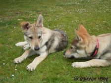 Welpen B-Wurf am 07.04.2007