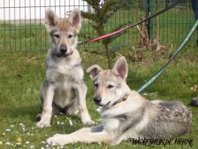 Welpen B-Wurf am 07.04.2007