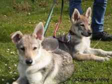 Welpen B-Wurf am 07.04.2007