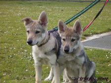 Welpen B-Wurf am 07.04.2007