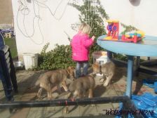 Welpen B-Wurf am 10.03.2007