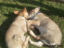 Welpen B-Wurf am 10.03.2007