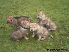 Welpen B-Wurf am 12.02.2007