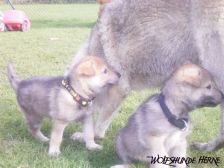 Welpen B-Wurf am 12.02.2007