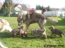 Welpen B-Wurf am 12.02.2007