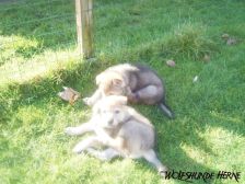 Welpen B-Wurf am 12.02.2007