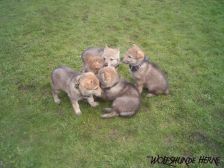 Welpen B-Wurf am 12.02.2007