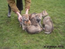 Welpen B-Wurf am 12.02.2007