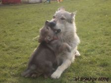 Welpen B-Wurf am 16.02.2007