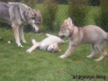 Welpen B-Wurf am 17.03.2007