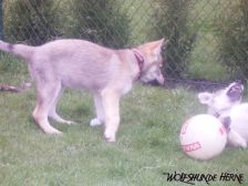 Welpen B-Wurf am 17.03.2007