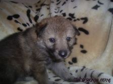 Bakira from Bandit´s World am 03.02.2007