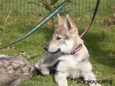 Bakira from Bandit´s World am 07.04.2007