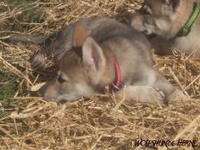 Bakira from Bandit´s World am 10.03.2007