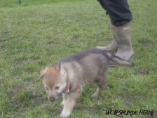 Bakira from Bandit´s World am 12.02.2007