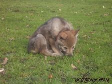 Bakira from Bandit´s World am 16.02.2007