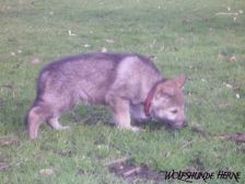 Bakira from Bandit´s World am 16.02.2007