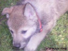 Bakira from Bandit´s World am 16.02.2007