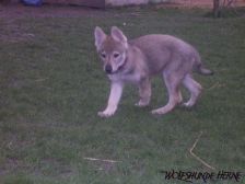 Bakira from Bandit´s World am 17.03.2007