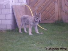 Bakira from Bandit´s World am 23.03.2007