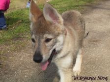 Bakira from Bandit´s World am 25.03.2007