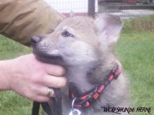 Bakira from Bandit´s World am 28.02.2007