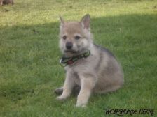 Bayana from Bandit´s World am 12.02.2007