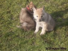 Bayana from Bandit´s World am 12.02.2007