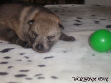 Bayana from Bandit´s World am 19.01.2007