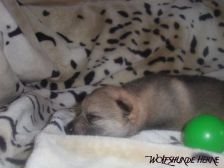 Bayana from Bandit´s World am 19.01.2007