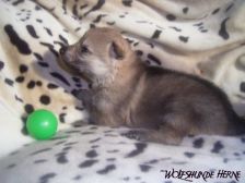 Bayana from Bandit´s World am 27.01.2007