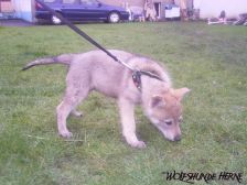 Bayana from Bandit´s World am 28.02.2007