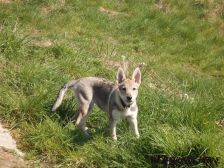 Blaidd from Bandit´s World am 01.04.2007