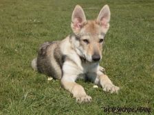 Blaidd from Bandit´s World am 01.04.2007