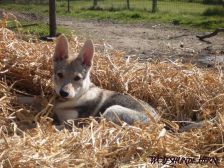 Blaidd from Bandit´s World am 01.04.2007