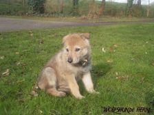 Blaidd from Bandit´s World am 16.02.2007